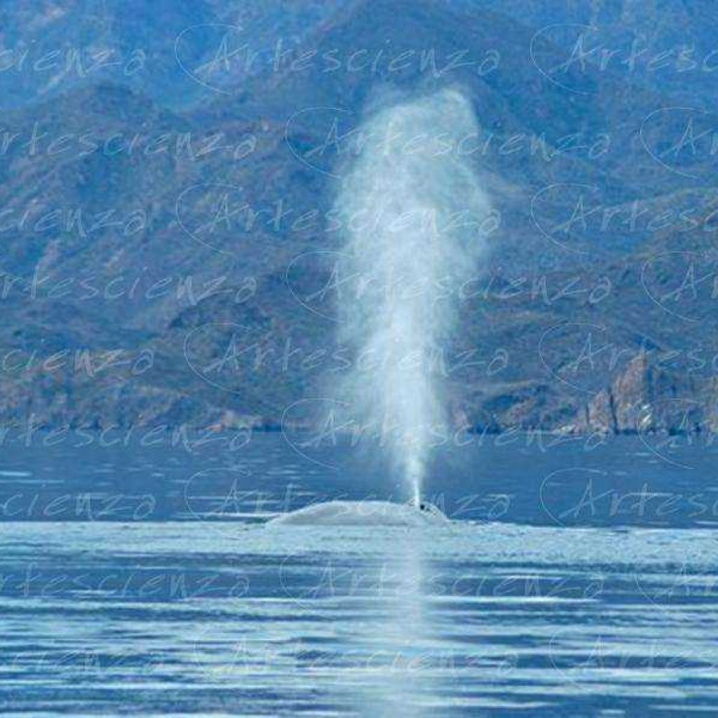 Artescienza: Fotografia scattata ad un Balenettore azzurra di oltre 25 metri nel mare di Cortez in Messico.