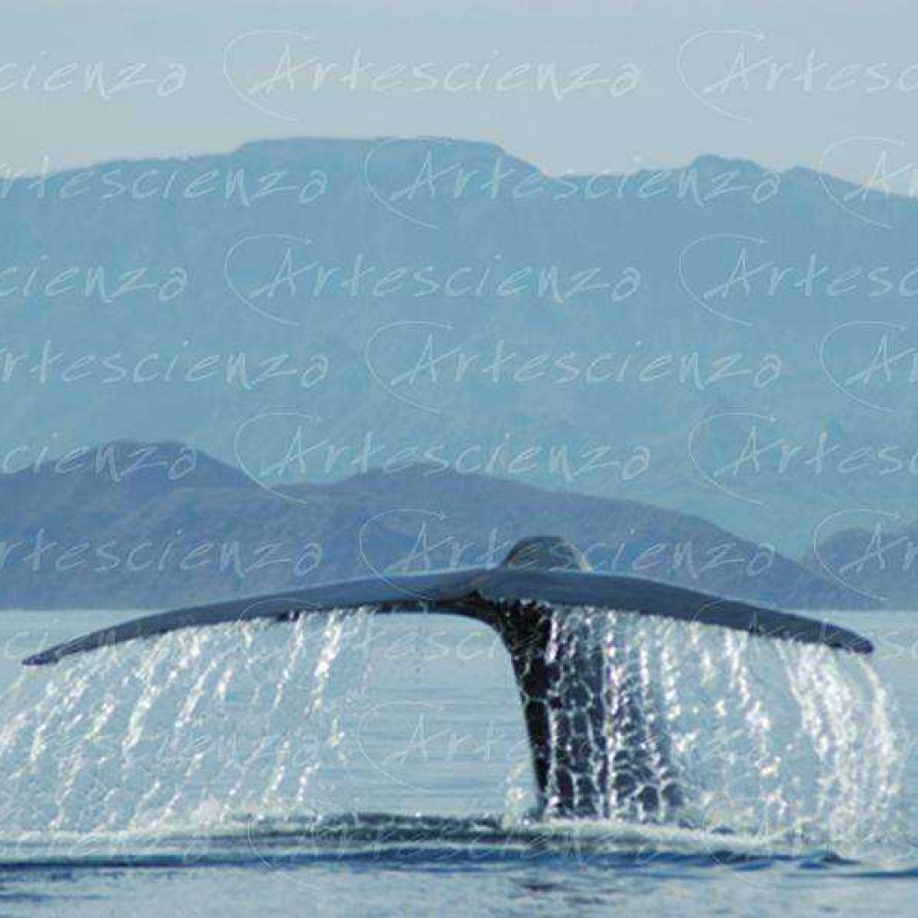 Artescienza: Fotografia scattata ad un Balenettore azzurra di oltre 25 metri