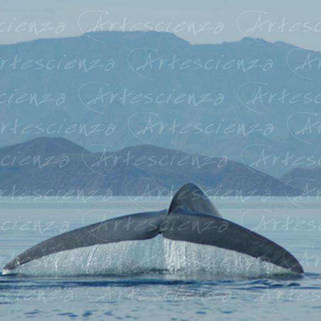 Artescienza: Fotografia scattata ad un Balenettore azzurra di oltre 25 metri nel mare di Cortez in Messico.