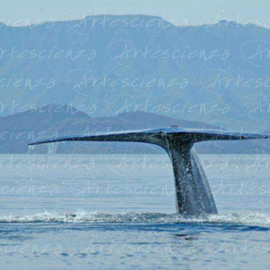 Artescienza: Fotografia scattata ad un Balenettore azzurra di oltre 25 metri nel mare di Cortez in Messico.