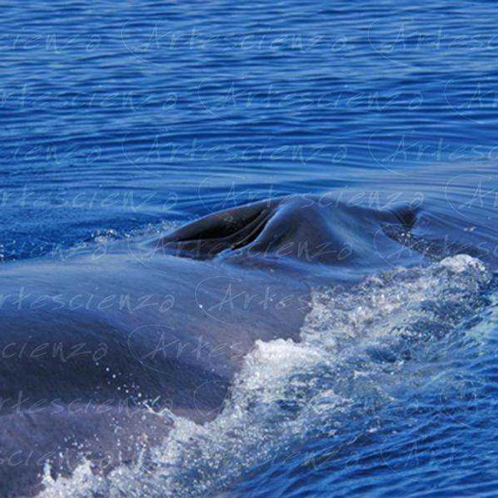 Artescienza: Foto digitale scattata in Mar Ligure durante le spedizioni scientifiche e di documentazione di Artescienza utilizzando strumentazione fotografico professionale ad alta qualiltà