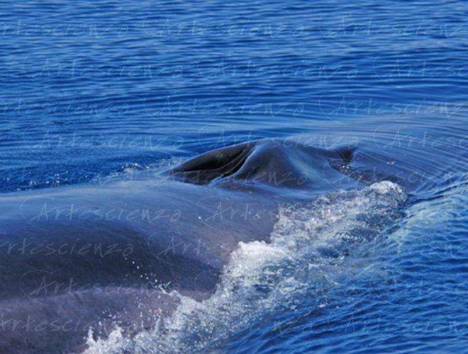 Artescienza: Foto digitale scattata in Mar Ligure durante le spedizioni scientifiche e di documentazione di Artescienza utilizzando strumentazione fotografico professionale ad alta qualiltà