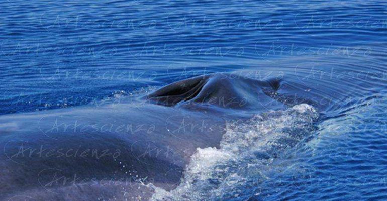 Artescienza: Foto digitale scattata in Mar Ligure durante le spedizioni scientifiche e di documentazione di Artescienza utilizzando strumentazione fotografico professionale ad alta qualiltà