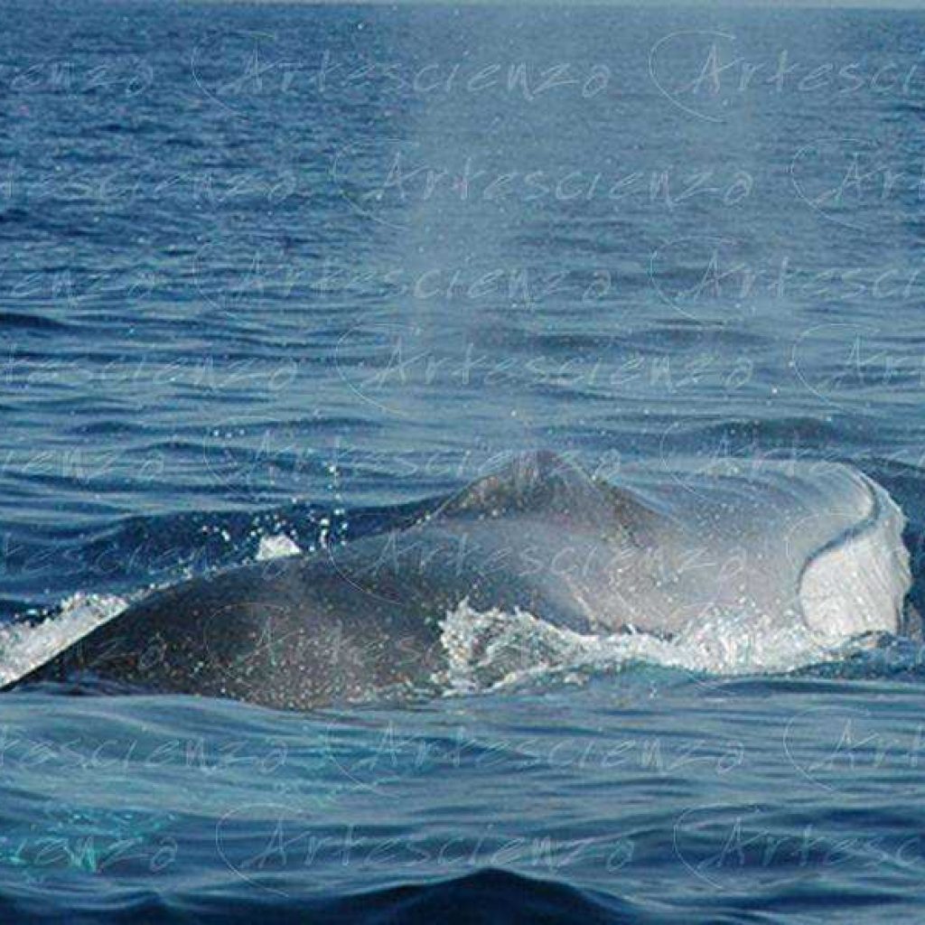 Artescienza: Foto digitale scattata in Mar Ligure durante le spedizioni scientifiche e di documentazione di Artescienza utilizzando strumentazione fotografico professionale ad alta qualiltà