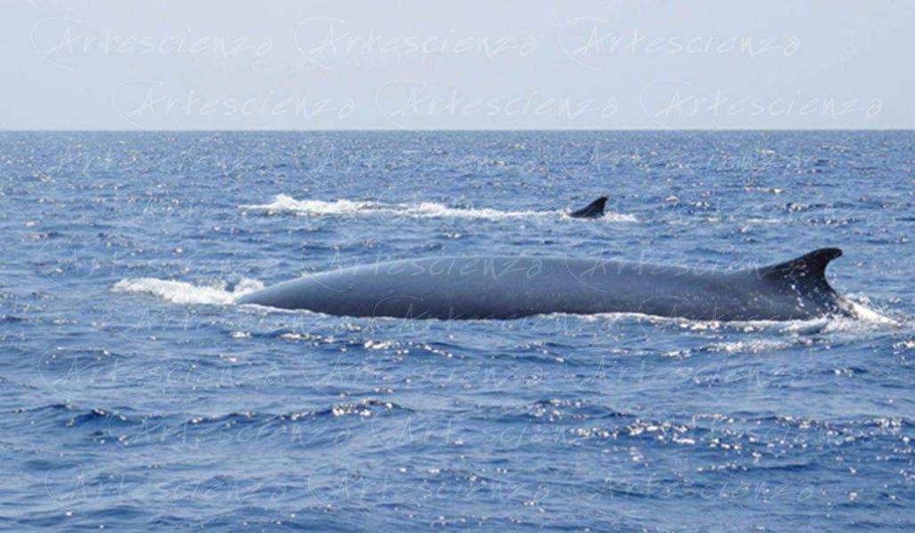 Artescienza: Foto digitale scattata in Mar Ligure durante le spedizioni scientifiche e di documentazione di Artescienza utilizzando strumentazione fotografico professionale ad alta qualiltà