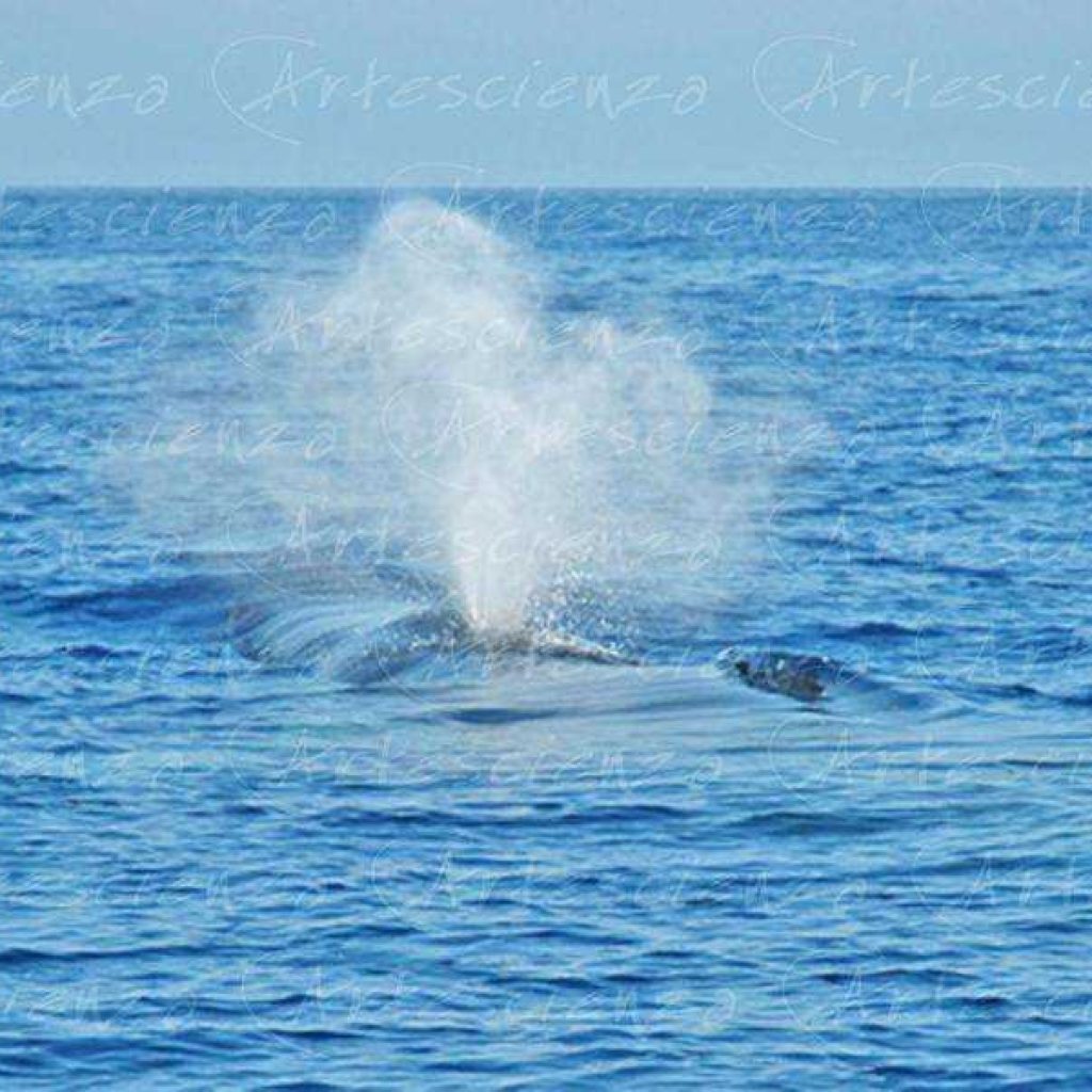 Artescienza: Foto digitale scattata in Mar Ligure durante le spedizioni scientifiche e di documentazione di Artescienza utilizzando strumentazione fotografico professionale ad alta qualiltà