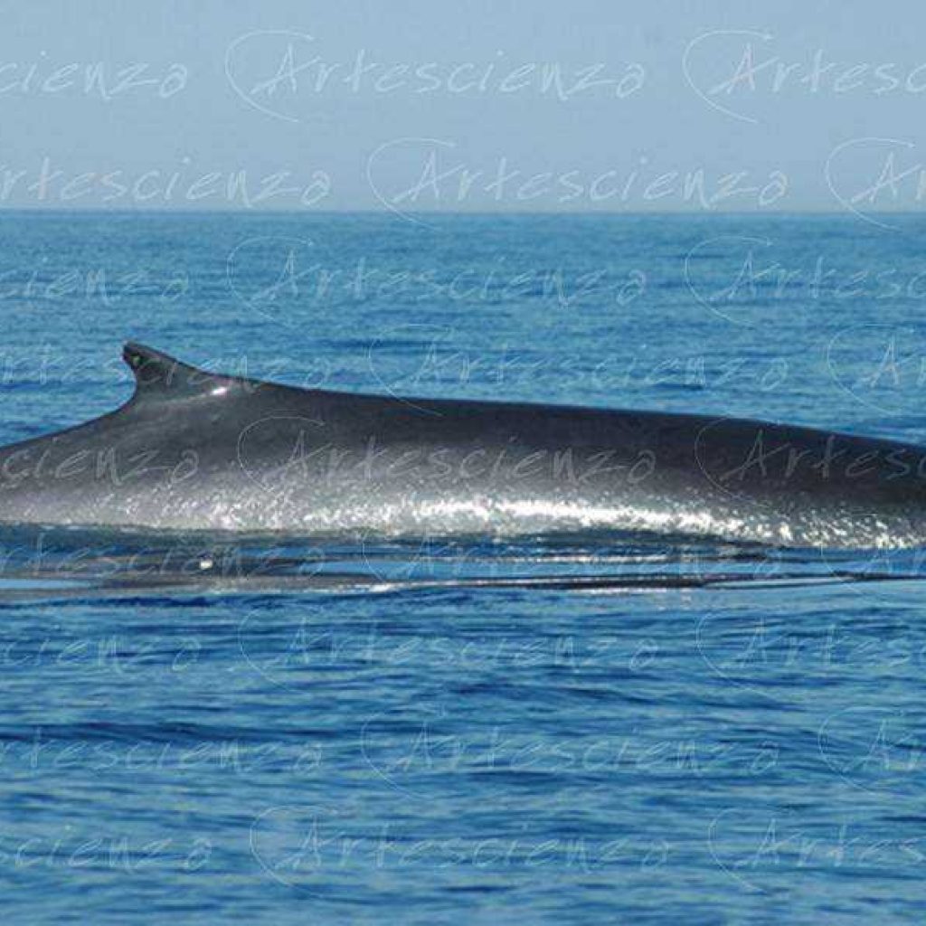 Artescienza: Foto digitale scattata in Mar Ligure durante le spedizioni scientifiche e di documentazione di Artescienza utilizzando strumentazione fotografico professionale ad alta qualiltà