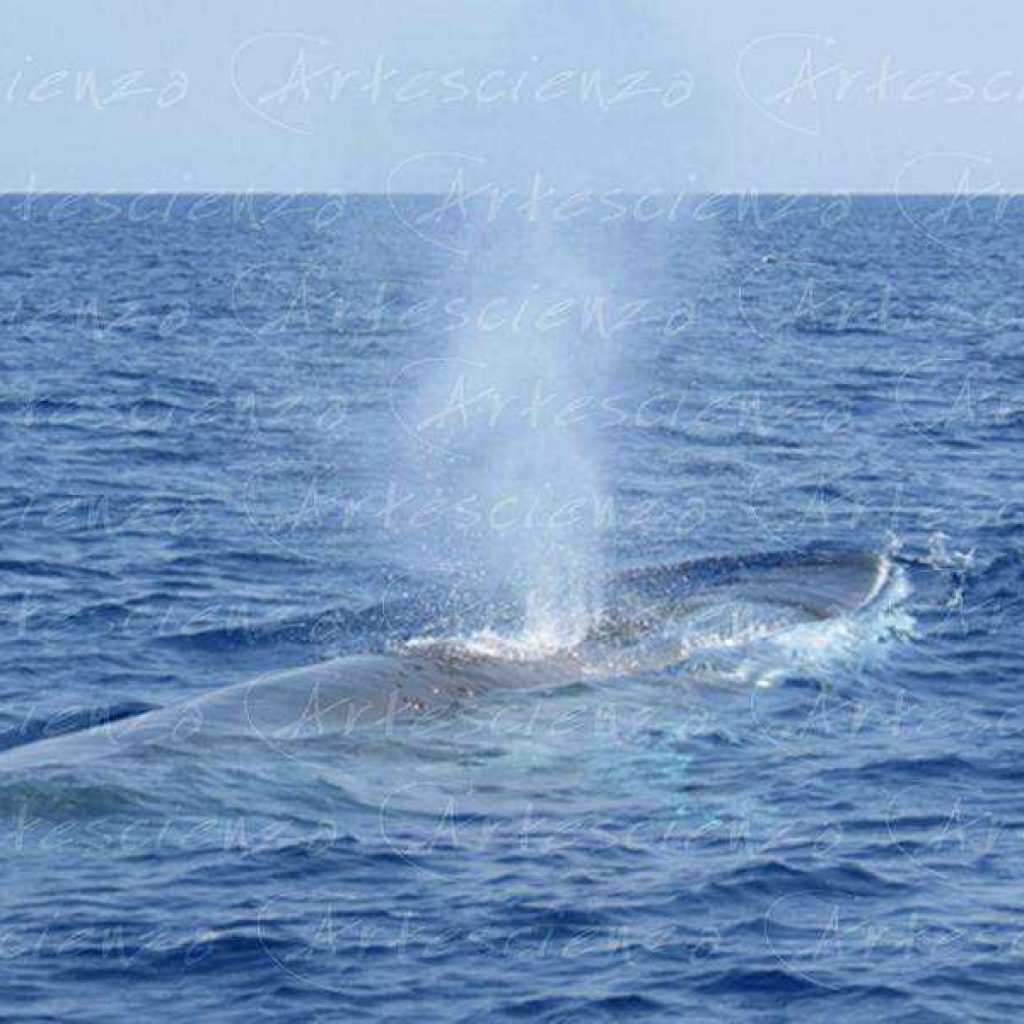 Artescienza: Foto digitale scattata in Mar Ligure durante le spedizioni scientifiche e di documentazione di Artescienza utilizzando strumentazione fotografico professionale ad alta qualiltà