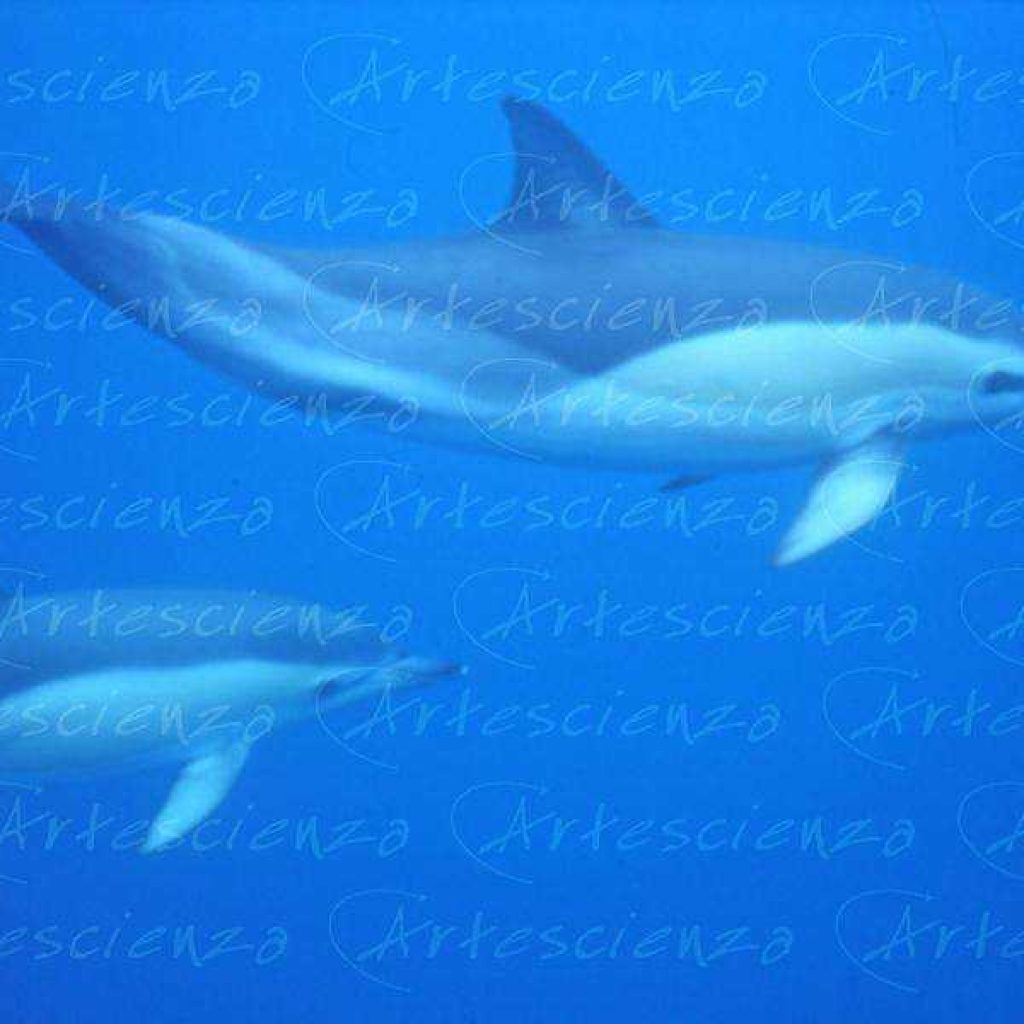 Artescienza: Foto digitale scattata alle Azzorre durante le spedizioni scientifiche e di documentazione di Artescienza utilizzando strumentazione fotografico professionale ad alta qualiltà
