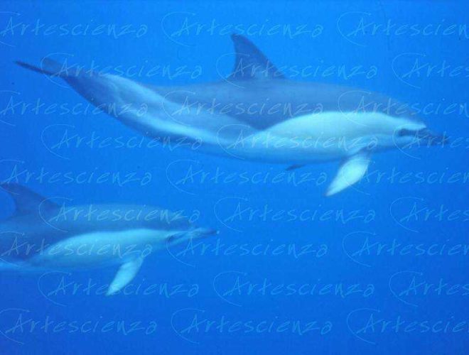 Artescienza: Foto digitale scattata alle Azzorre durante le spedizioni scientifiche e di documentazione di Artescienza utilizzando strumentazione fotografico professionale ad alta qualiltà