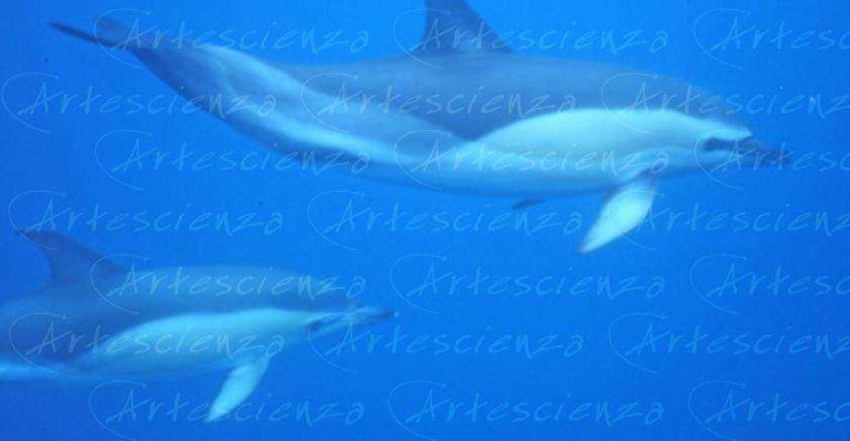 Artescienza: Foto digitale scattata alle Azzorre durante le spedizioni scientifiche e di documentazione di Artescienza utilizzando strumentazione fotografico professionale ad alta qualiltà