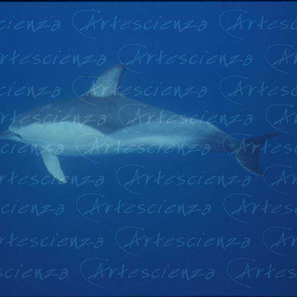 Artescienza: Foto digitale scattata alle Azzorre durante le spedizioni scientifiche e di documentazione di Artescienza utilizzando strumentazione fotografico professionale ad alta qualiltà