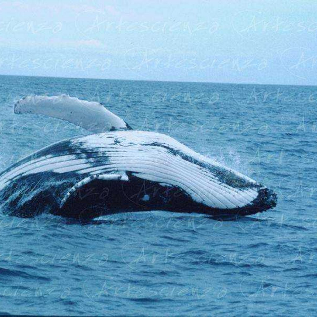 Artescienza: Fotografia digitale di una megattera fotografata in Australia