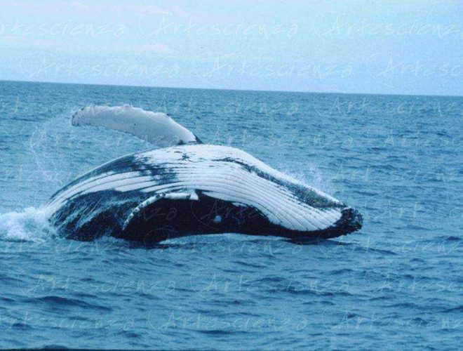 Artescienza: Fotografia digitale di una megattera fotografata in Australia