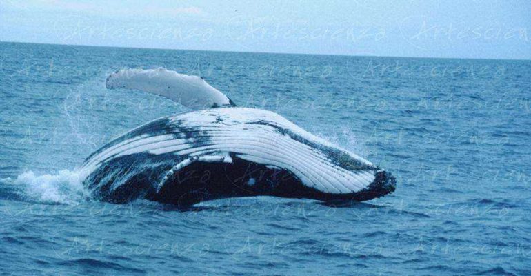 Artescienza: Fotografia digitale di una megattera fotografata in Australia