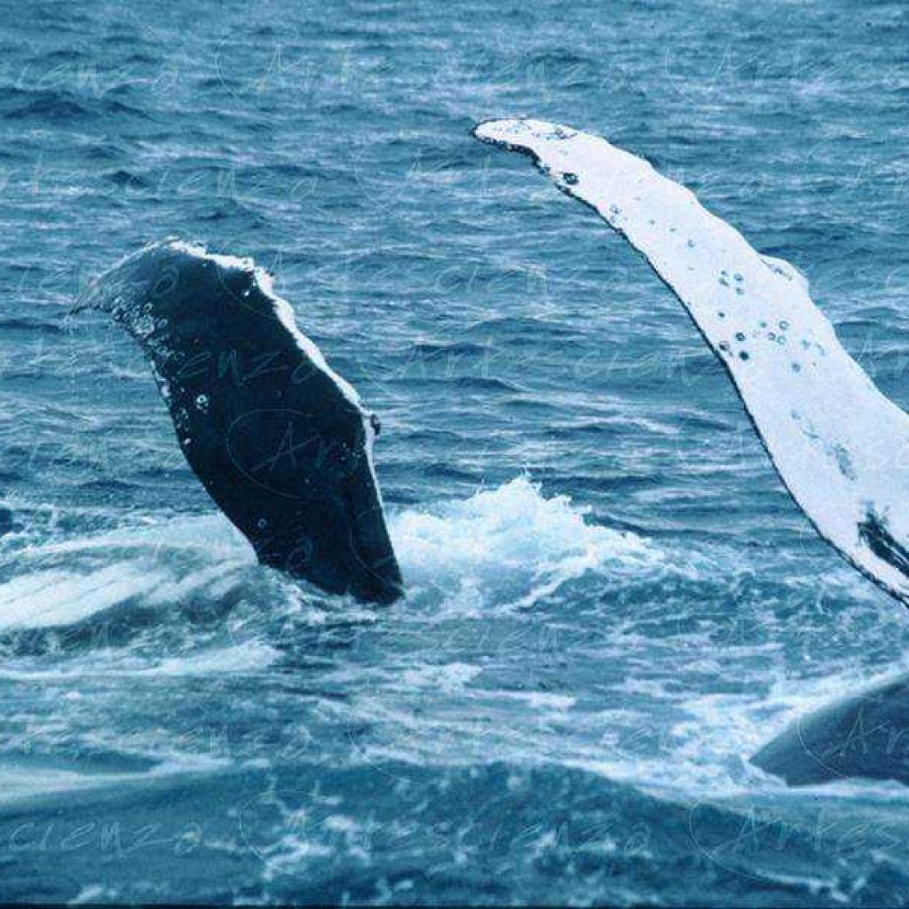 Artescienza: Fotografia digitale di una megattera fotografata in Australia