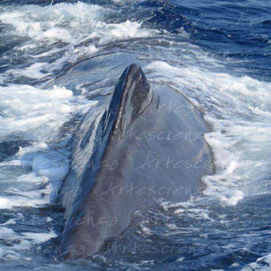 Artescienza: Foto digitale scattata in Mar Ligure durante le spedizioni scientifiche e di documentazione di Artescienza utilizzando strumentazione fotografica professionale ad alta qualiltà