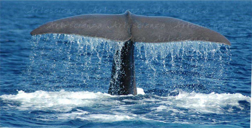 Artescienza: Foto digitale scattata in Mar Ligure durante le spedizioni scientifiche e di documentazione di Artescienza utilizzando strumentazione fotografica professionale ad alta qualiltà