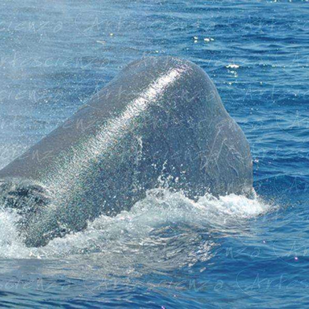 Artescienza: Foto digitale scattata in Mar Ligure durante le spedizioni scientifiche e di documentazione di Artescienza utilizzando strumentazione fotografica professionale ad alta qualiltà