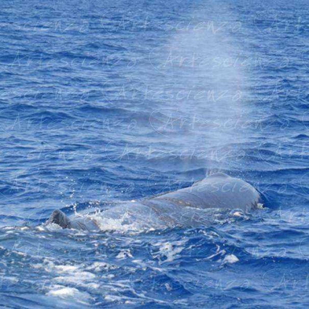 Artescienza: Foto digitale scattata in Mar Ligure durante le spedizioni scientifiche e di documentazione di Artescienza utilizzando strumentazione fotografica professionale ad alta qualità