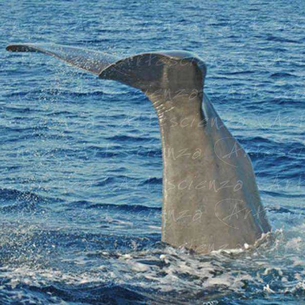 Artescienza: Foto digitale scattata in Mar Ligure durante le spedizioni scientifiche e di documentazione di Artescienza utilizzando strumentazione fotografica professionale ad alta qualità