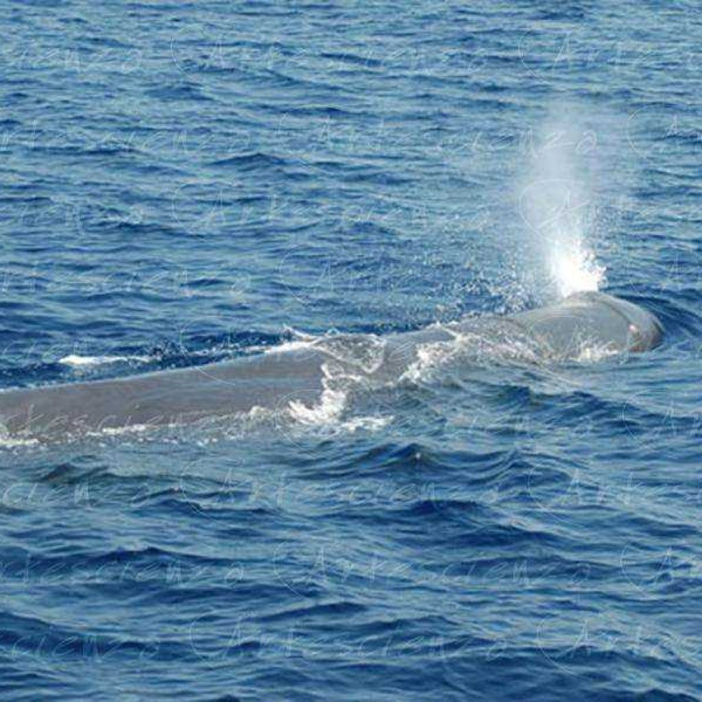 Artescienza: Foto digitale scattata in Mar Ligure durante le spedizioni scientifiche e di documentazione di Artescienza utilizzando strumentazione fotografica professionale ad alta qualità