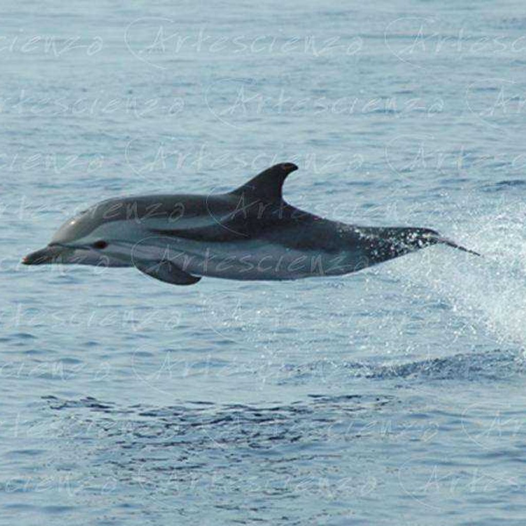Artescienza: Foto digitale scattata in Mar Ligure durante le spedizioni scientifiche e di documentazione di Artescienza utilizzando strumentazione fotografica professionale ad alta qualità Nikon e Canon