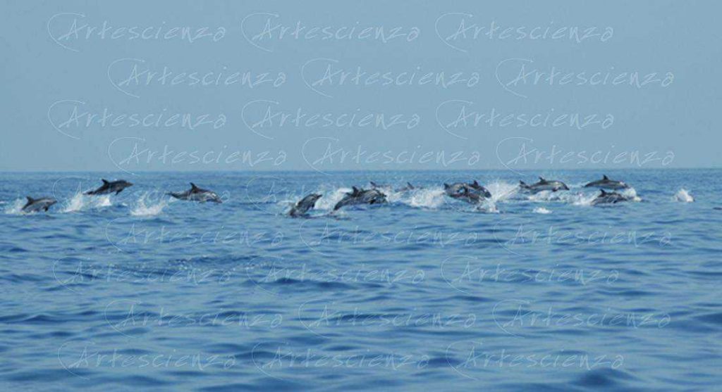 Artescienza: Foto digitale scattata in Mar Ligure durante le spedizioni scientifiche e di documentazione di Artescienza utilizzando strumentazione fotografica professionale ad alta qualità Nikon e Canon