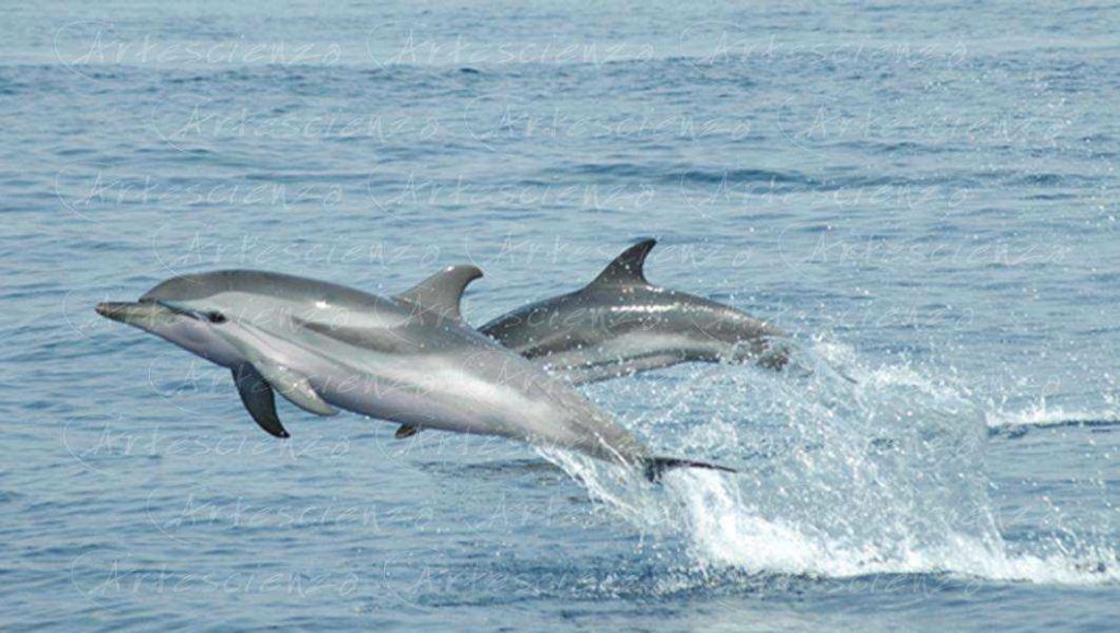 Artescienza: Foto digitale scattata in Mar Ligure durante le spedizioni scientifiche e di documentazione di Artescienza utilizzando strumentazione fotografica professionale ad alta qualità Nikon e Canon