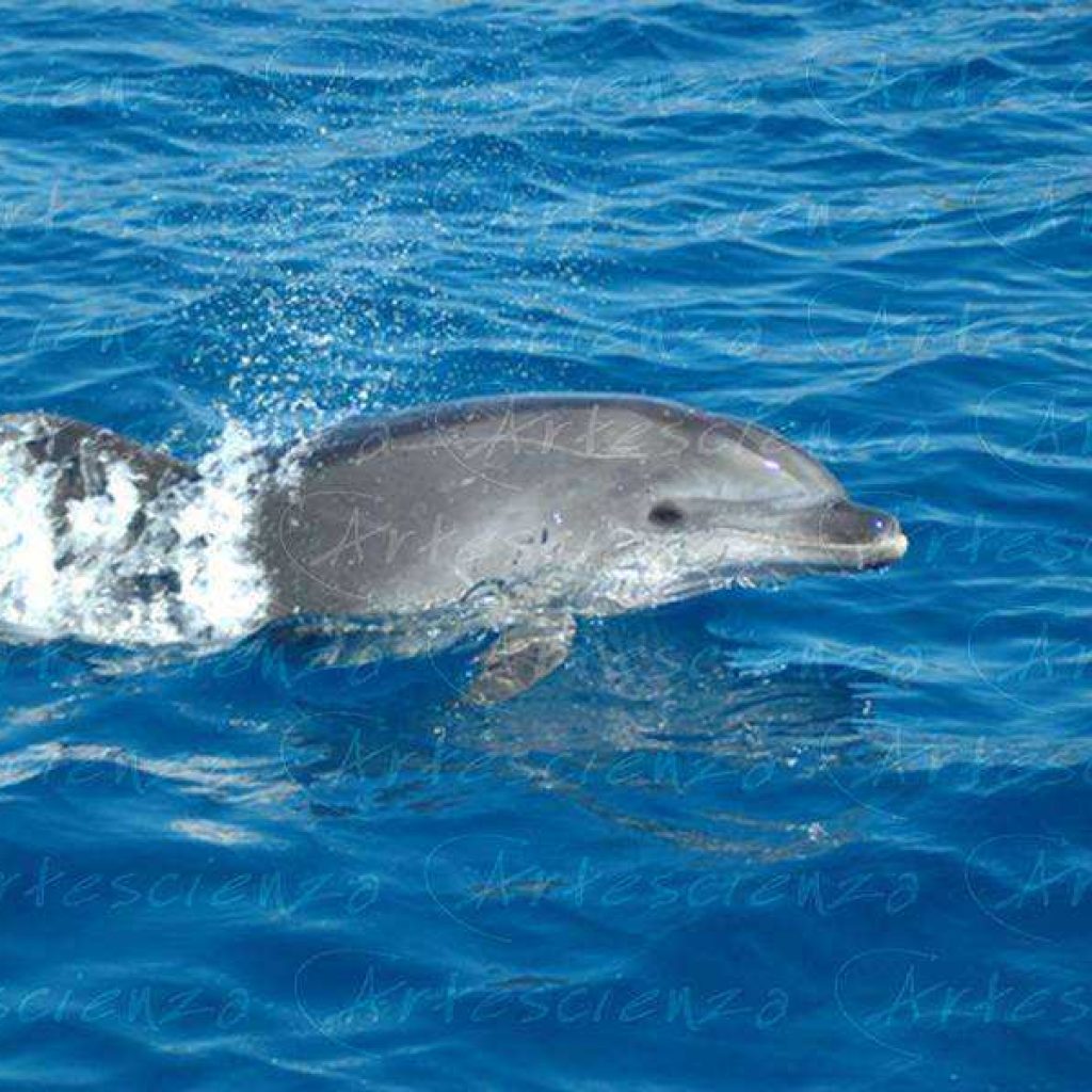 Artescienza: Foto digitale scattata in Mar Ligure durante le spedizioni scientifiche e di documentazione di Artescienza utilizzando strumentazione fotografica professionale ad alta qualiltà