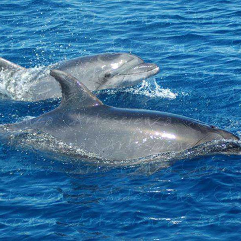 Artescienza: Foto digitale scattata in Mar Ligure durante le spedizioni scientifiche e di documentazione di Artescienza utilizzando strumentazione fotografica professionale ad alta qualiltà