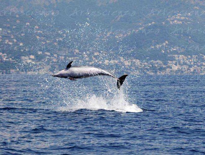 Artescienza: Foto digitale scattata in Mar Ligure durante le spedizioni scientifiche e di documentazione di Artescienza utilizzando strumentazione fotografica professionale ad alta qualiltà