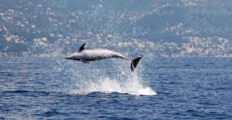 Artescienza: Foto digitale scattata in Mar Ligure durante le spedizioni scientifiche e di documentazione di Artescienza utilizzando strumentazione fotografica professionale ad alta qualiltà