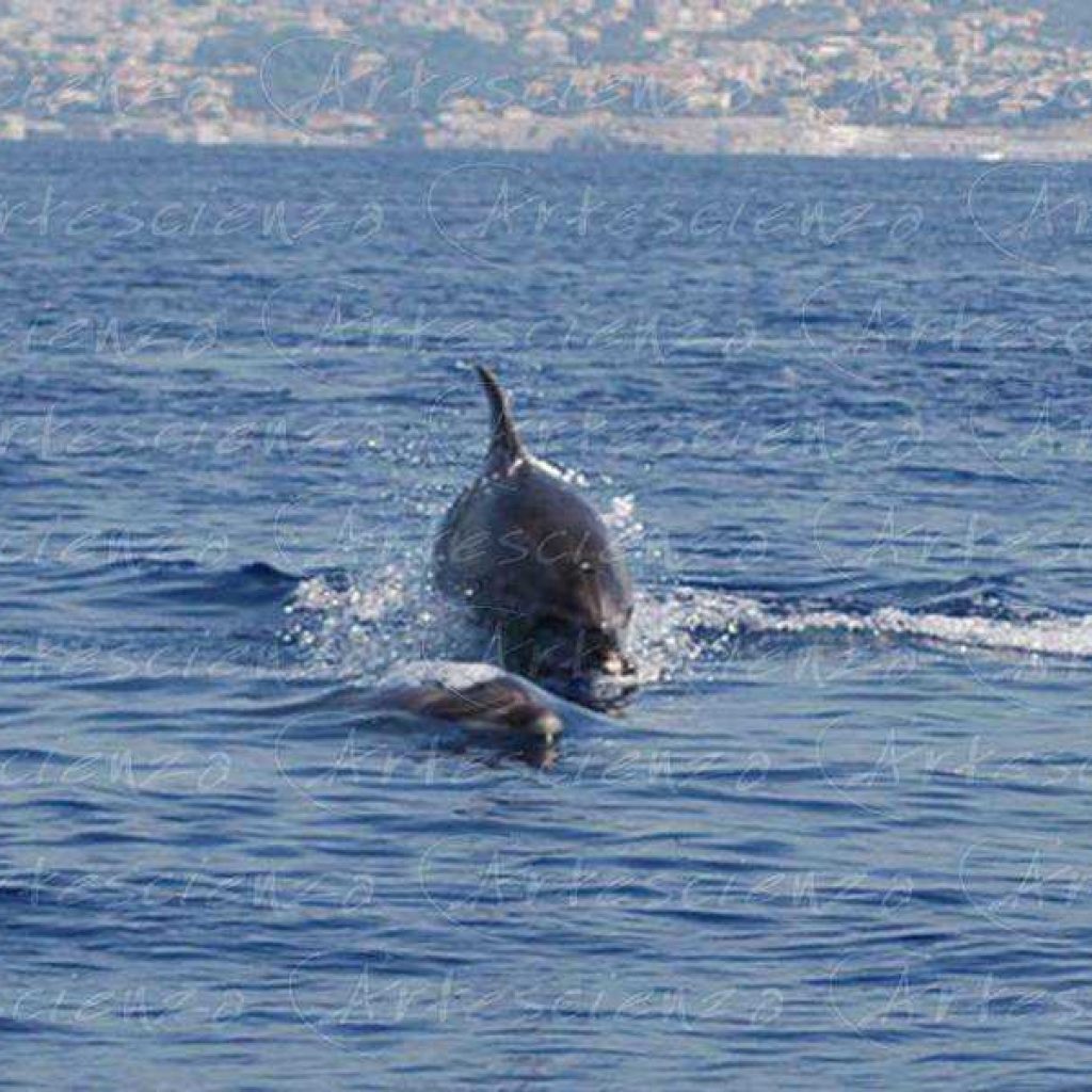 Artescienza: Foto digitale scattata in Mar Ligure durante le spedizioni scientifiche e di documentazione di Artescienza utilizzando strumentazione fotografica professionale ad alta qualiltà