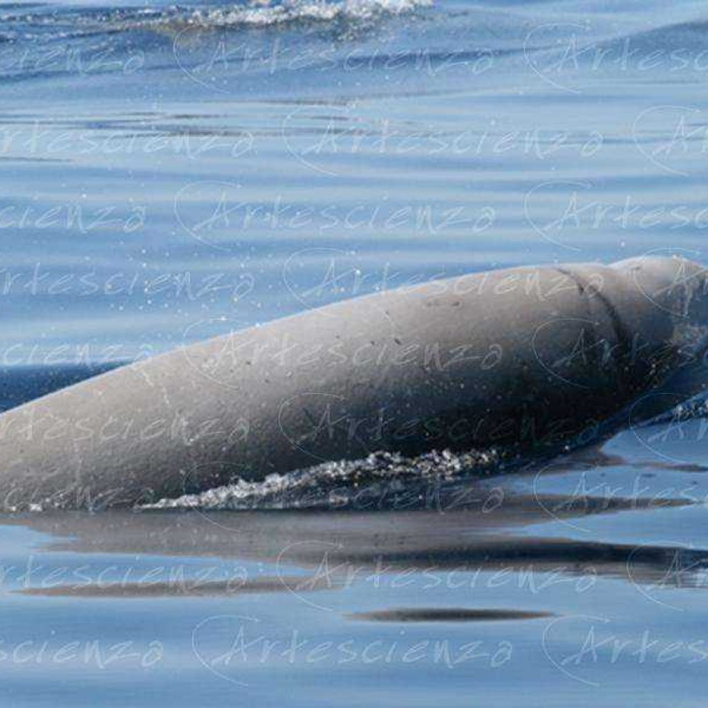 Artescienza: Foto digitale scattata in Mar Ligure durante le spedizioni scientifiche e di documentazione di Artescienza utilizzando strumentazione fotografica professionale ad alta qualiltà