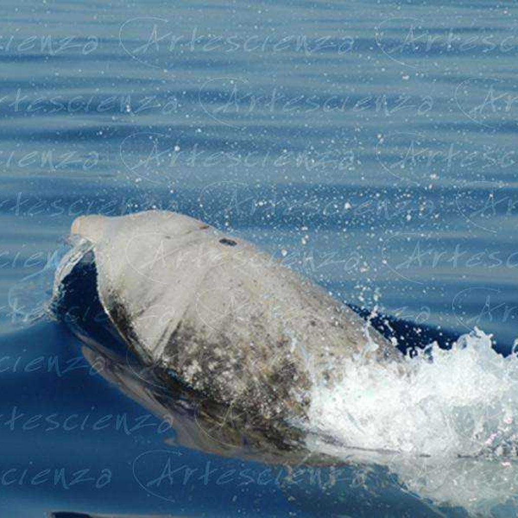 Artescienza: Foto digitale scattata in Mar Ligure durante le spedizioni scientifiche e di documentazione di Artescienza utilizzando strumentazione fotografica professionale ad alta qualiltà