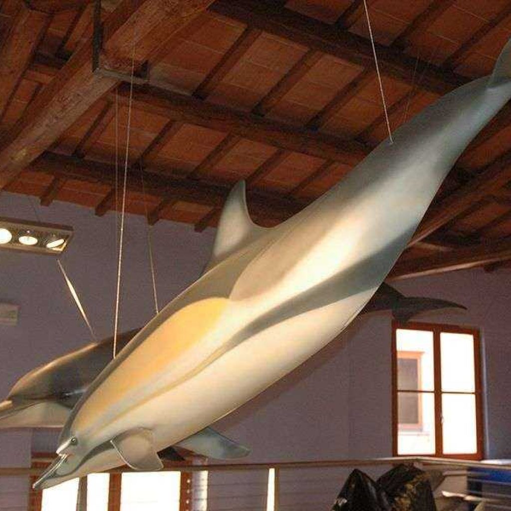 Artescienza: Modello tridimensionale di Delfino comune di 3 metri realizzato per la Sala dei Giganti dell'Adriatico all'interno del parco Oltremare di Riccione.