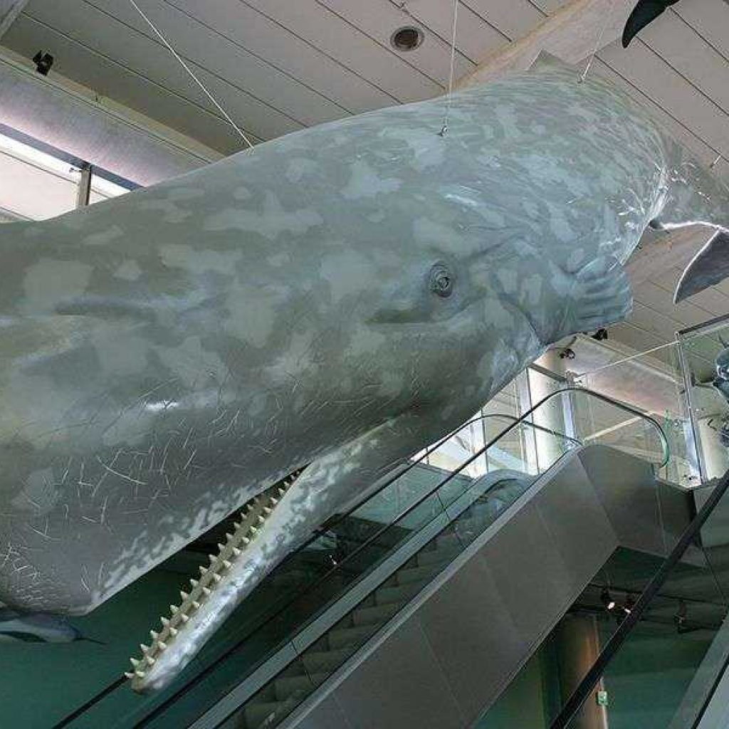 Artescienza: Modello tridimensionale di Capodoglio lungo 13 metri realizzato per la Sala dei Giganti dell'Adriatico all'interno del parco Oltremare di Riccione.