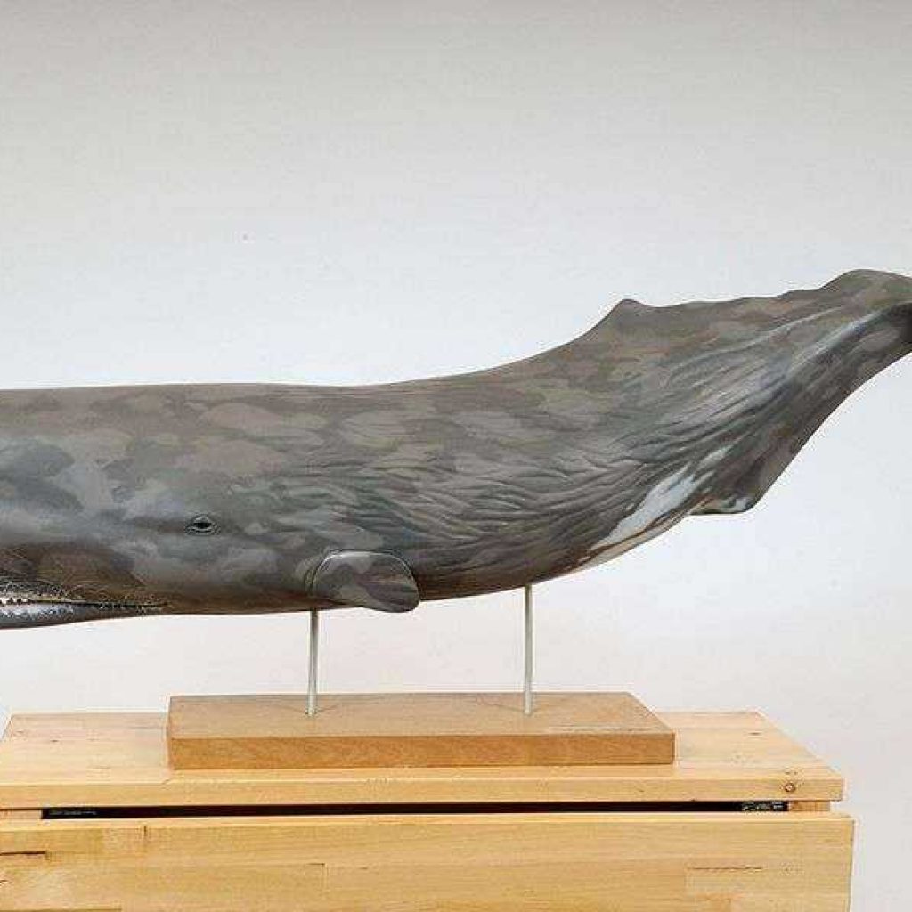 Artescienza: Modello tridimensionale in legno scla 1:10 di un capoioglio. Collezione privata