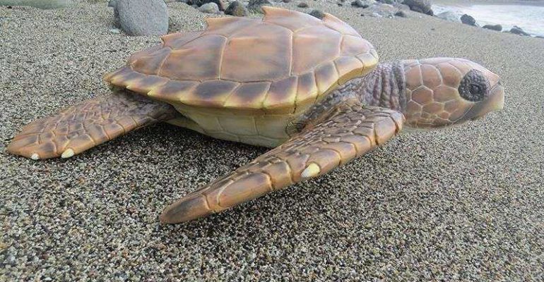 Artescienza: Modello tridimensionale di un giovane di Tartarura marina realizzata per il Centro recupero tartarughe marine di Portici (Na). Stazione zoologica Anton Dohrn