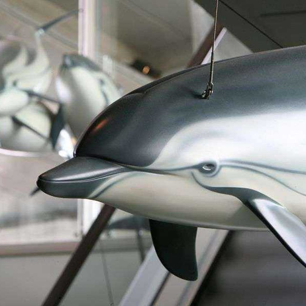 Artescienza: Il modello di Stenella striata è lungo 2 m per 15 kg di peso. Modelli di Stenella realizzati da Artescienza sono esposti al Museo di Storia naturale di Genova