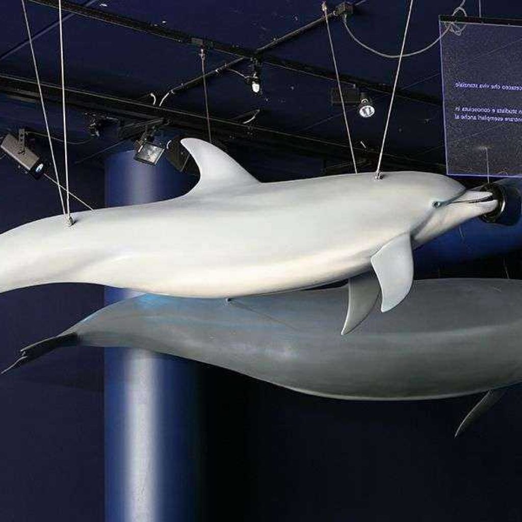 Artescienza: Modelli di piccoli Cetacei sono stati realizzati da Artescienzae sono esposti al Museo di Storia naturale di Genova