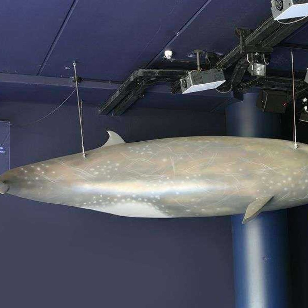 Artescienza: Modello tridimensionale di Zifio di 5 metri per 75 kg di peso. Realizzato per la Sala dei Giganti dell'Adriatico all'interno del Parco Oltremare di Riccione.