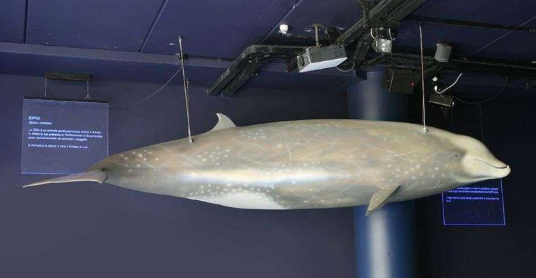 Artescienza: Modello tridimensionale di Zifio di 5 metri per 75 kg di peso. Realizzato per la Sala dei Giganti dell'Adriatico all'interno del Parco Oltremare di Riccione.