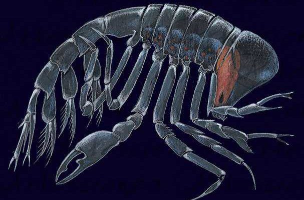 Artescienza: Tavole naturalistiche realizzate sia a scopi scientifici