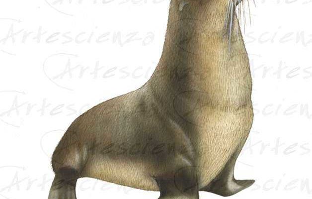 Artescienza: Tavole naturalistiche realizzate sia a scopi scientifici