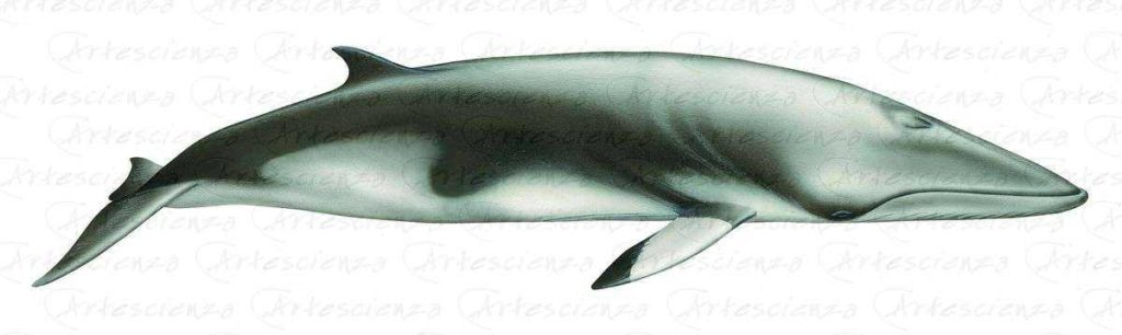 Artescienza: Tavole naturalistiche realizzate sia a scopi scientifici