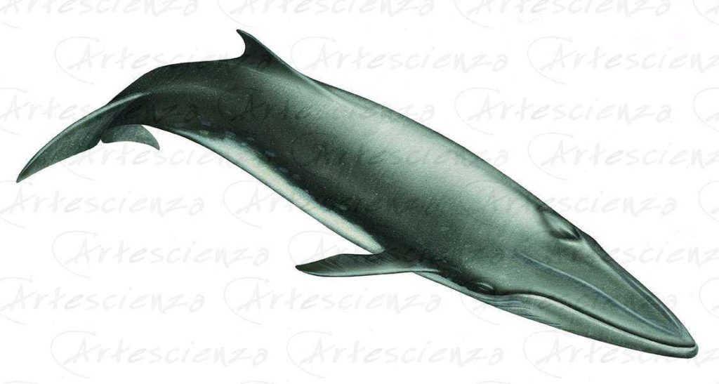 Artescienza: Tavole naturalistiche realizzate sia a scopi scientifici