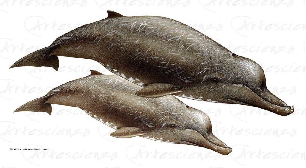 Artescienza: Tavole naturalistiche realizzate sia a scopi scientifici