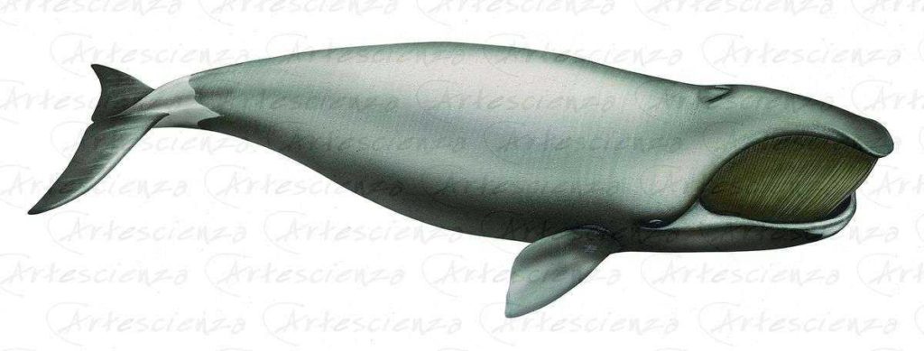 Artescienza: Tavole naturalistiche realizzate sia a scopi scientifici